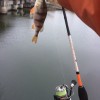 Рыбалка Окунь, Щука