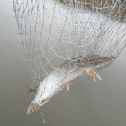 Фото рыбалки в Судак 1