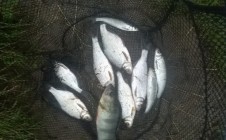 Фото рыбалки в Орша, Оршанский район 11