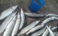 Фото рыбалки в Луговое, Выборгский район 6