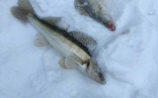 Фото рыбалки в Холодный Ключ 6