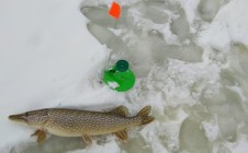 Фото рыбалки в Ромны 1