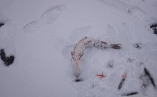 Фото рыбалки в садовые участки, городской округ Апатиты 1