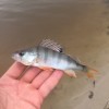 Рыбалка Окунь