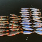 Фото рыбалки в Лещ 5