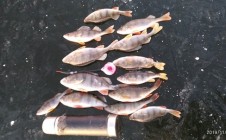 Фото рыбалки в Ухоловский район 3