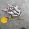 Рыбалка Окунь, Плотва