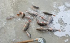 Фото рыбалки в Дачи 2