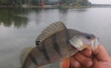 Фото рыбалки в Рубежное, Волчанский район 9
