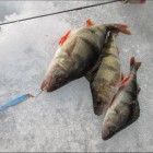 Фото рыбалки в Щука, Лещ, Плотва 0