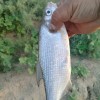 Рыбалка Вырезуб (Кутум)