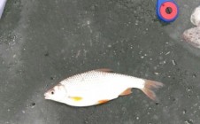 Фото рыбалки в Гояны 7