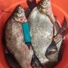Фото рыбалки в Окунь, Судак 5