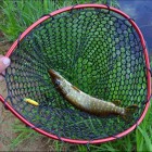 Фото рыбалки в Щука, Лещ, Плотва 3