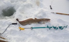 Фото рыбалки в Половинка (Базанаково) 0