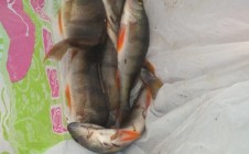 Фото рыбалки в Александрия, Дубровенский район 3