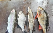 Фото рыбалки в Бородинское 3
