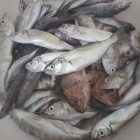 Фото рыбалки в Барабулька, Зеленушка, Скорпена-ёрш, Ставрида 0