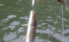 Фото рыбалки в Билимбай 10