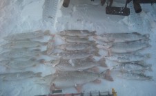 Фото рыбалки в Зерендинский район 4