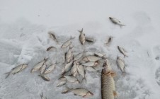 Фото рыбалки в Зельва 9