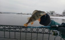 Фото рыбалки в Арамильский городской округ 2