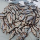 Фото рыбалки в Окунь, Судак 0