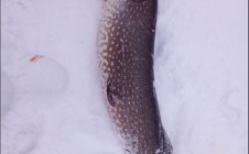 Фото рыбалки в Республика Карелия 1