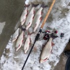 Фото рыбалки в Щука, Окунь 4