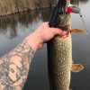 Рыбалка Щука