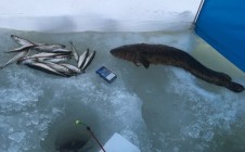 Фото рыбалки в городской округ Полярные Зори 11