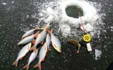 Фото рыбалки в Дуденево 8