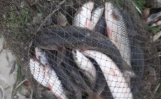 Фото рыбалки в Аксай, Аксайский район 6