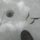 Фото рыбалки в Карп, Сазан 1
