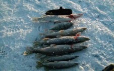 Фото рыбалки в Криводановка 0