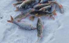 Фото рыбалки в Шелеховский район 3