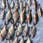 Фото рыбалки в Карась, Сазан 1