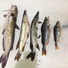 Фото рыбалки в Щука, Голавль, Жерех 3