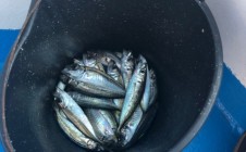 Фото рыбалки в СДТ Янтарь 1