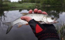 Фото рыбалки в Новосильский район 9