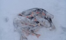 Фото рыбалки в Ямало-Ненецкий автономный округ 2