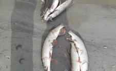 Фото рыбалки в Красноникольск 0