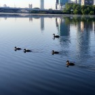 Фото рыбалки в Окунь, Судак 0