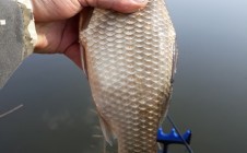 Фото рыбалки в Бошино 7
