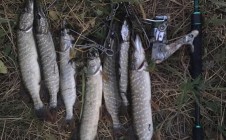 Фото рыбалки в Грушевская 5