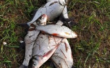 Фото рыбалки в Белая, Сморгонский район 9