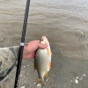 Рыбалка Плотва