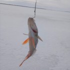 Фото рыбалки в Окунь, Судак 6