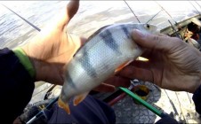 Фото рыбалки в Камень-на-Оби 3