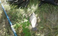 Фото рыбалки в Чернетчина, Краснопольский район 3